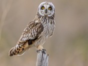 Short Eared Owl