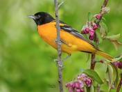 Baltimore Oriole 