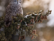 Great grey owl 