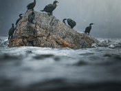 Cormorants At Sea