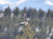 Sticking the Landing 