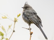 Phainopepla