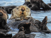 Sea otter with its rock in its hand 