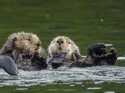 Fuzzy sea otters