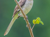 Northern Mockingbird