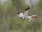 Male Northern Harrier