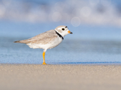 Piping Plover during Sunrise