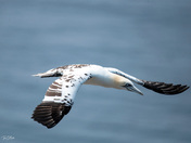 Juvenile Northern Gannet
