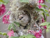 Nesting Bushtit