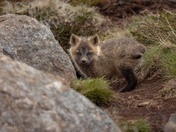 Beginnings in the Wild