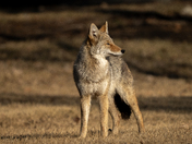 Coyote 