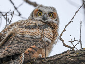 Great Horned Owlet
