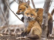 Fox Kits