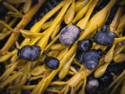 Meeting in the Tide Pools