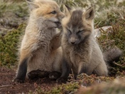 Whispering mischief outside the den