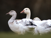 Snow Geese 