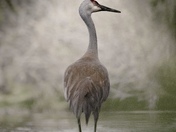 Sandhill Crane 