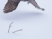 Great Grey Owl with Vole