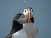 Puffin Profile