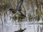 Launch of a Wood Duck drake.
