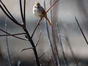 Return of the Song Sparrow
