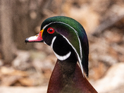 Wood Duck, Close-up