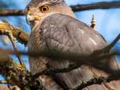 Cooper's Hawk, Close-up