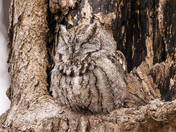 Natural Camoflage - Eastern Screech-owl