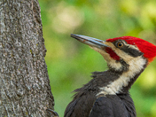 Pileated Woodpecker, Close-up