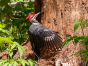Pileated Woodpecker