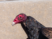 Turkey Vulture, Close-up