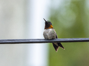 Ruby-throated Hummingbird