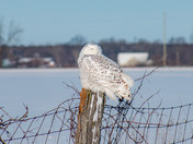 Snowy Owl on Fence