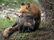 Red Fox mother and kit
