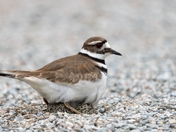 Killdeer nest