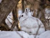 Snowshoe Hare
