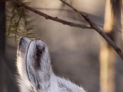 Snowshoe Hare