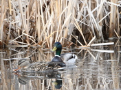A mated pair of Mallards