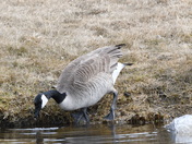 Reaching for a drink