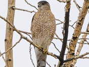 Cooper's Hawk
