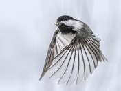 Mésange à tête noire / Black capped chickadee