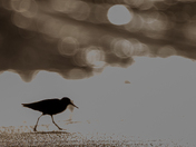 Piping plover during sunset