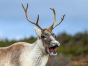 Laughing Caribou