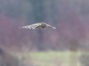Northern Harrier 