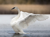 Swan Lake Stretch