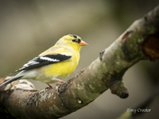 America Goldfinch