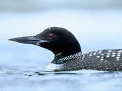 Common Loon