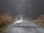 Trumpeter Swan on a misty foggy morning