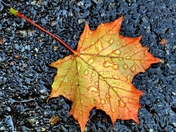 Maple leaf on the road