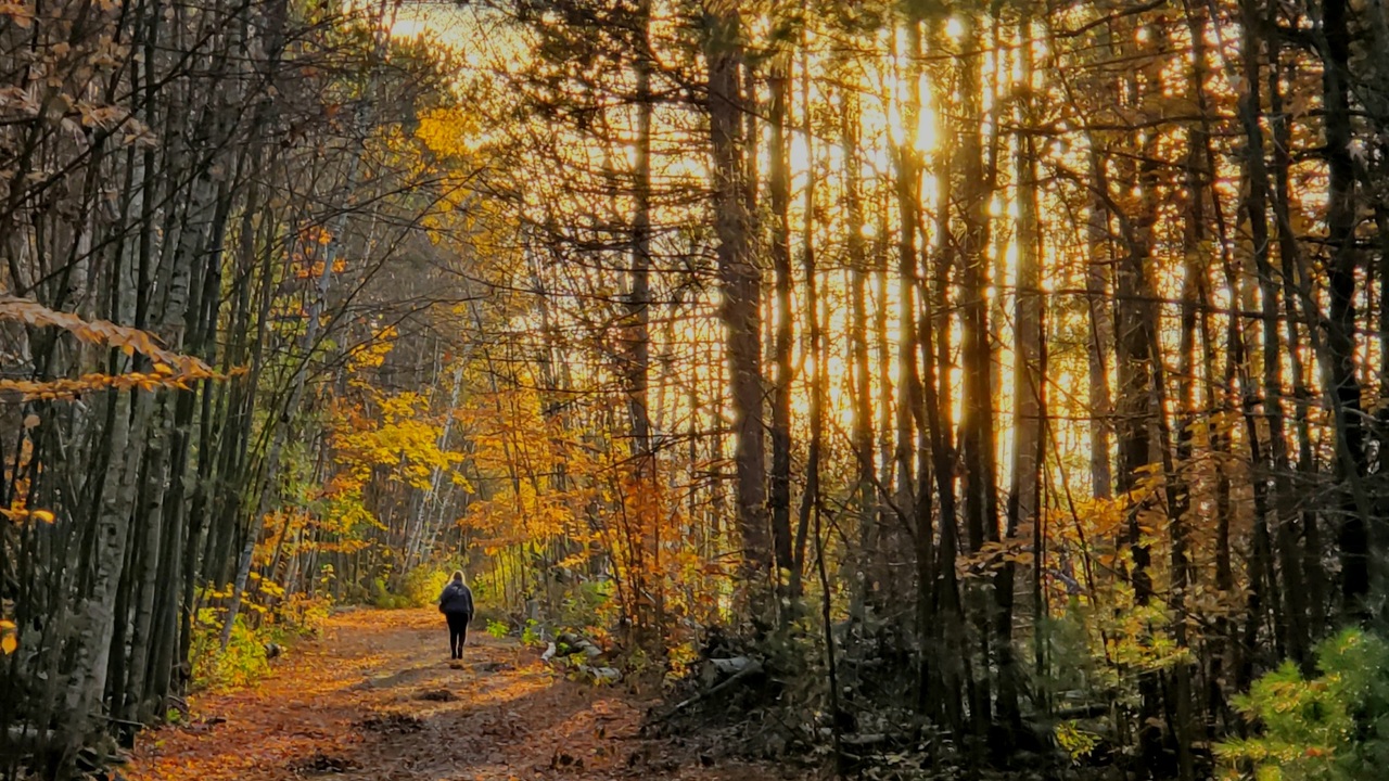 Walking path Ottawa, Pinhey Forest sector of the Greenbelt